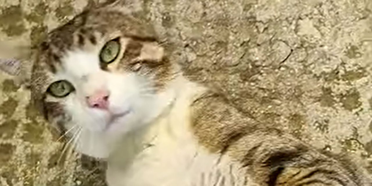 Acusan a un vecino de Jaén de matar a un gato metiéndolo en una arqueta y tapándola con cemento