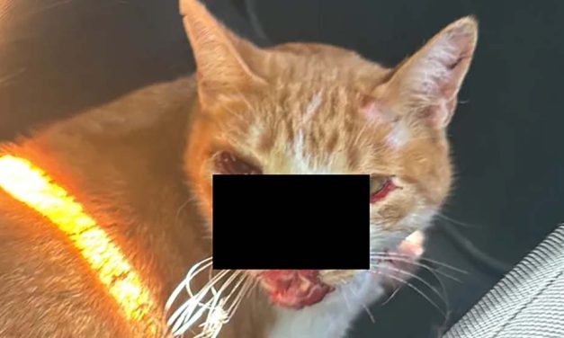 Una vecina de Linares lanza un crowdfunding urgente para su gato que sufrió una grave agresión que le dejó múltiples lesiones
